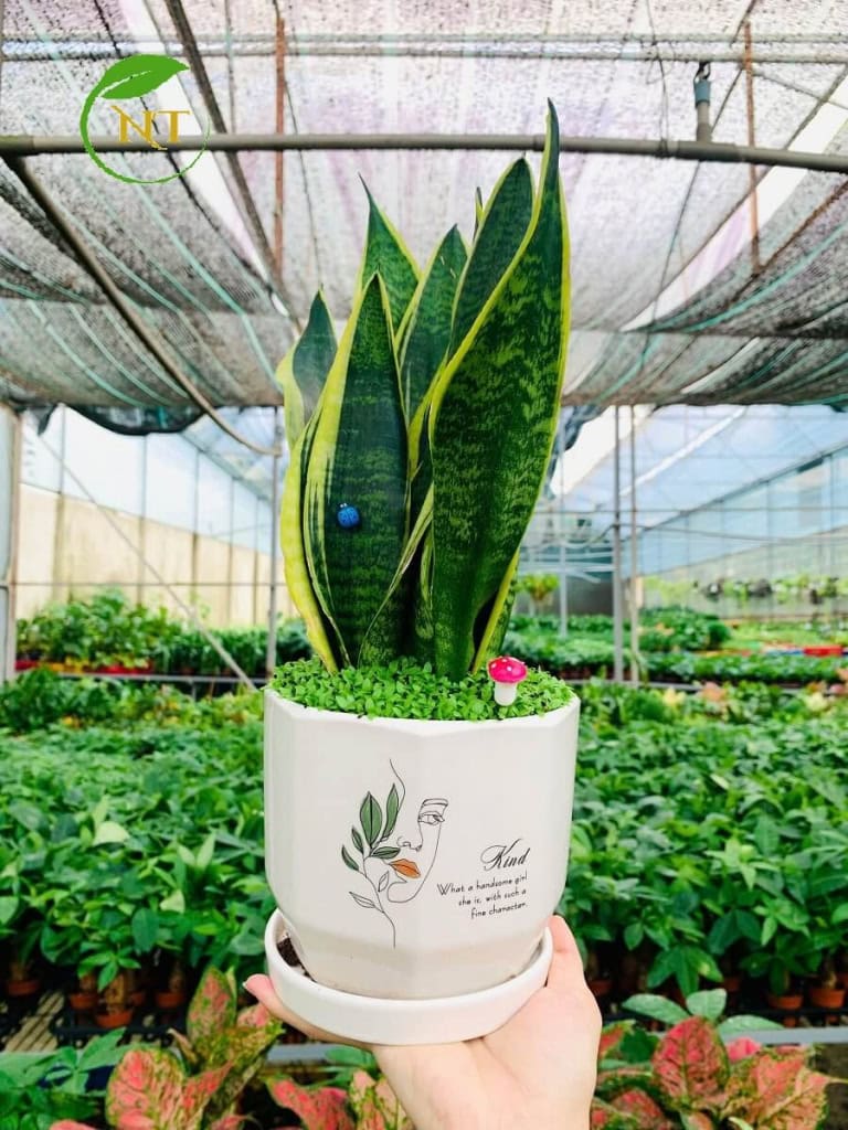Top 15 Các loại cây ưa bóng râm: Giải pháp cho không gian thiếu ánh ...