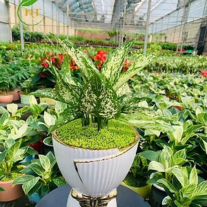 Chậu cây ngọc ngân giấy xếp tăm nền cỏ