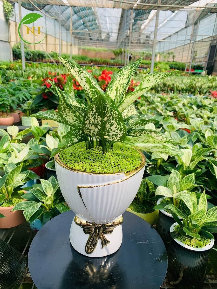 Chậu cây ngọc ngân giấy xếp tăm nền cỏ