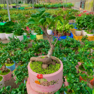 chậu si bonsai kiểu trụ vườn hoa