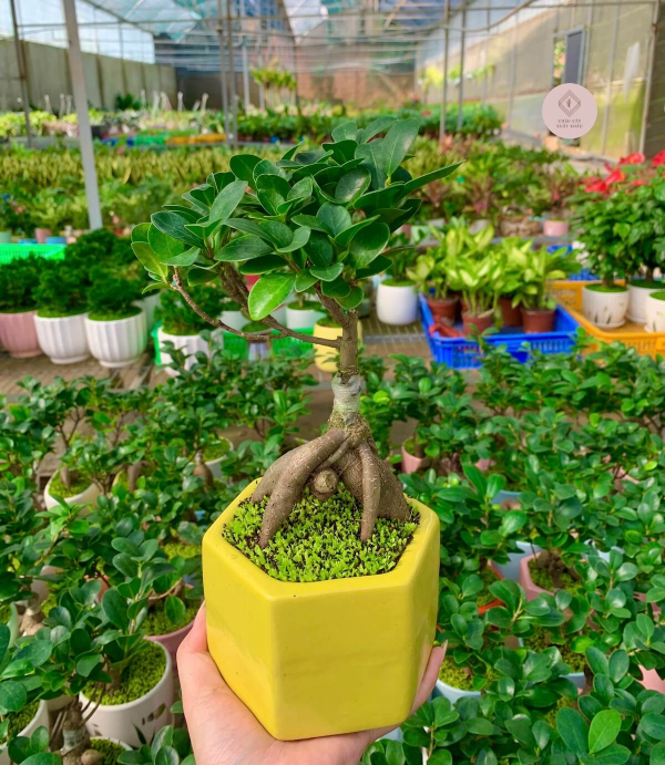 chậu si bonsai lục giác