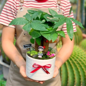 chậu cây kim ngân để bàn 3 thân