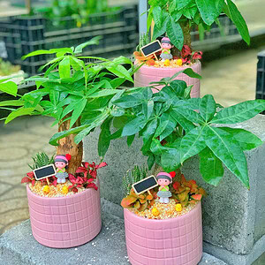 Chậu cây Kim ngân bonsai trụ tăm nhỏ màu trắng nền sỏi