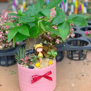 chậu cây kim ngân để bàn