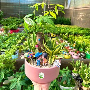 Chậu Kim ngân bonsai mix lưỡi hổ hình trụ lùn