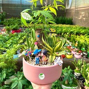 Chậu Kim ngân bonsai mix lưỡi hổ hình trụ lùn