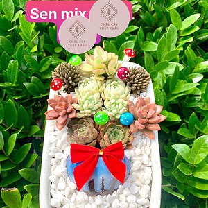 chậu sen đá mix hình chữ nhật trung thấp