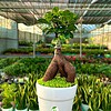 Chậu Si bonsai hình ly trơn