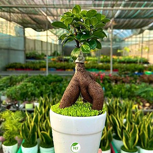 Chậu Si bonsai hình ly trơn