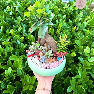 chậu si bonsai tiểu cảnh chậu tròn dẹp