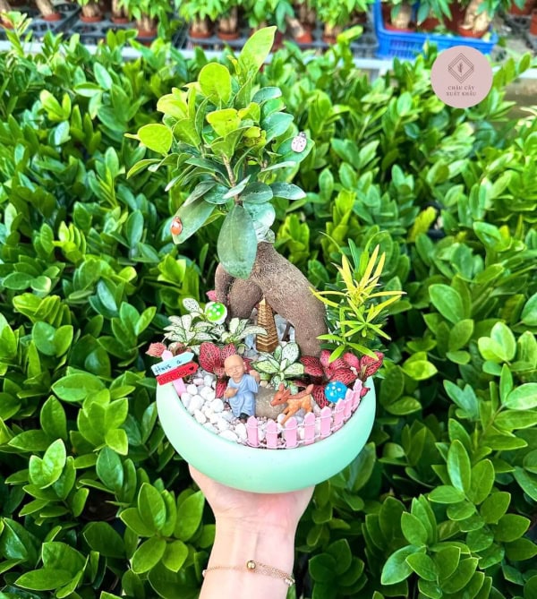 chậu si bonsai tiểu cảnh chậu tròn dẹp