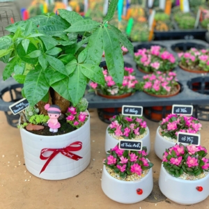 Chậu cây Kim ngân bonsai trụ tăm nhỏ màu trắng nền sỏi