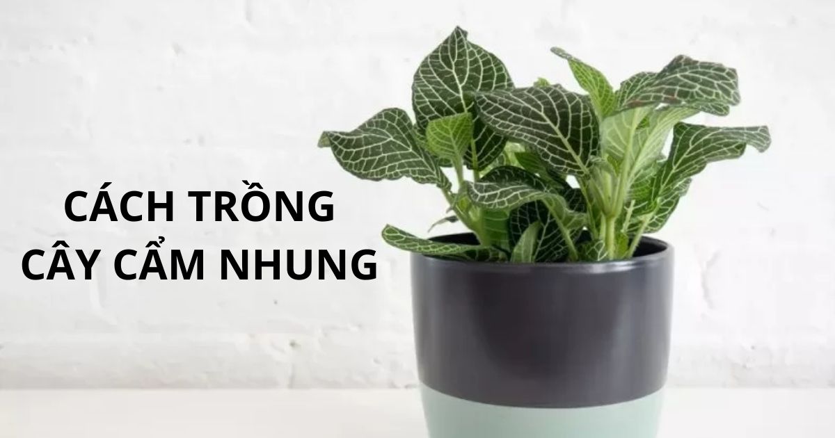 Cách trồng và chăm sóc cây cẩm nhung