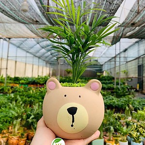 Chậu cây Cau tiểu trâm mặt gấu cười nền cỏ