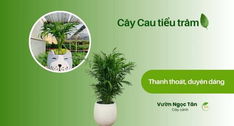Cây cau tiểu trâm