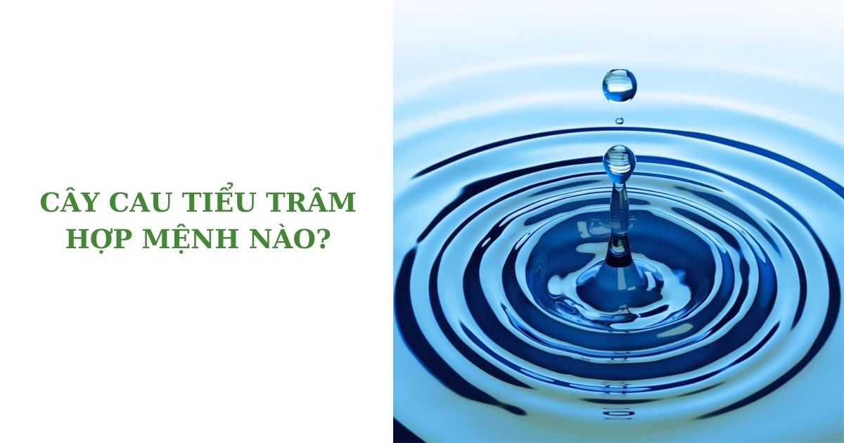 Cây cau tiểu trâm hợp mệnh nào?