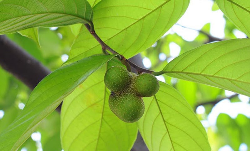 cây chay cảnh