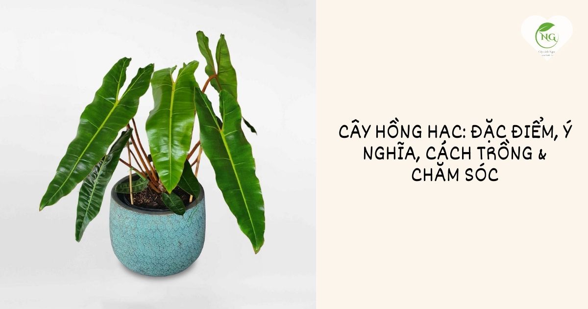 cây hồng lạc