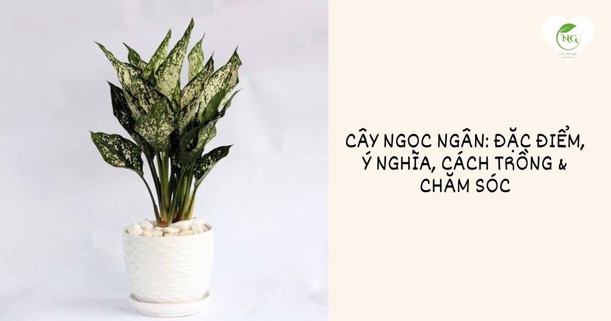 cây ngọc ngân
