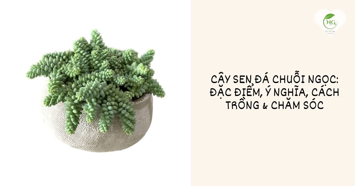 cây sen đá chuỗi ngọc