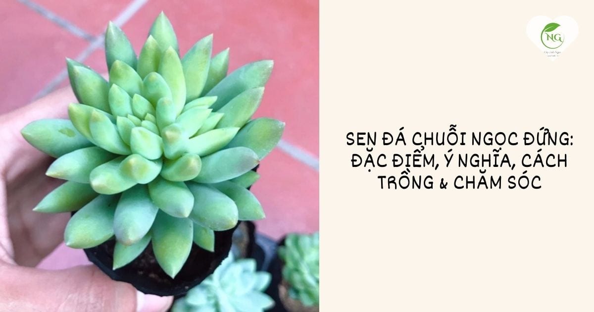 sen đá chuỗi ngọc đứng