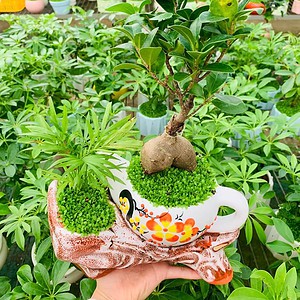 Chậu cây Si bonsai ấm hoa đào nền cỏ