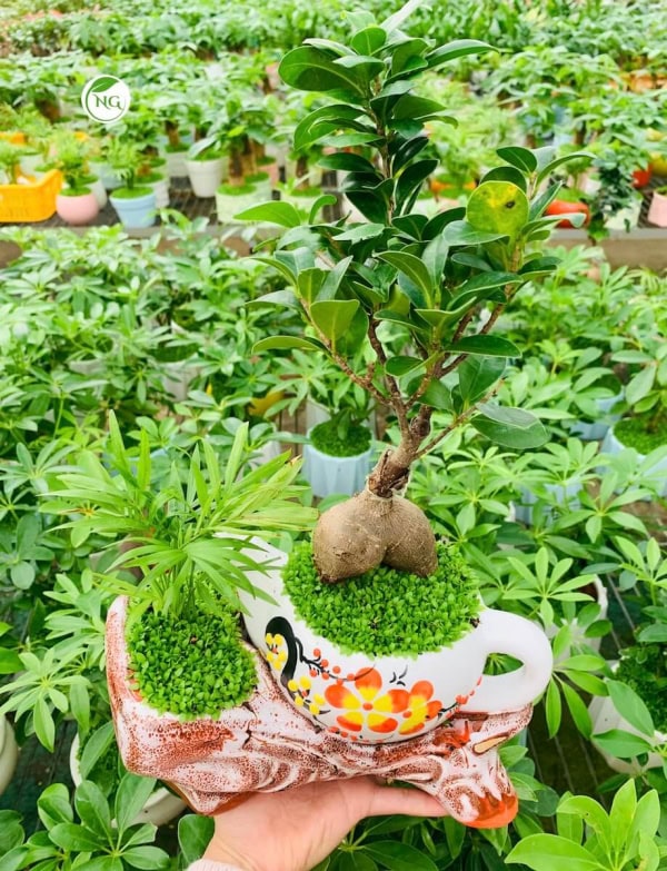 Chậu cây Si bonsai ấm hoa đào nền cỏ