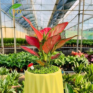 Chậu cây Vạn lộc thái kim cương nền cỏ