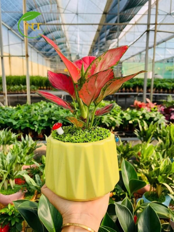 Chậu cây Vạn lộc thái kim cương nền cỏ
