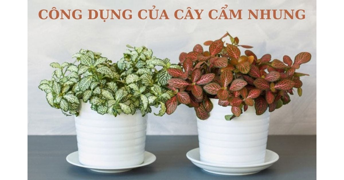 Công dụng của cây cẩm nhung 