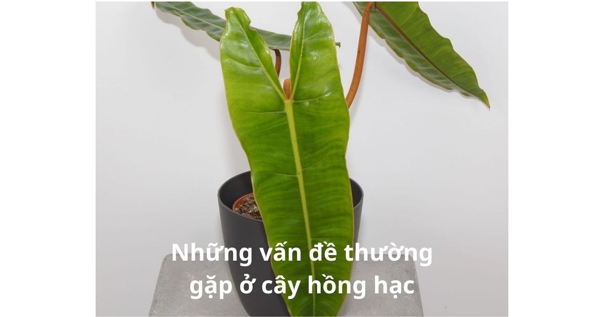 những vấn đề thường gặp ở cây hồng lạc