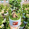 Chậu cây Si bonsai hình hoa văn HAND nền cỏ