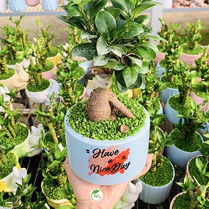 Chậu cây Si bonsai hình hoa văn HAND nền cỏ