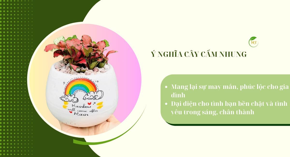 Ý nghĩa Cây cẩm nhung