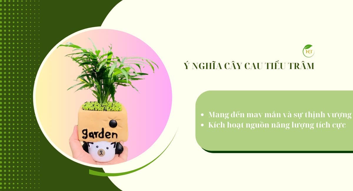 Ý nghĩa của cây cau tiểu trâm