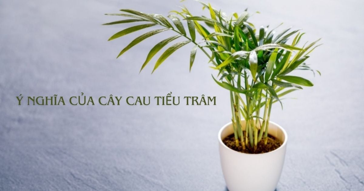 Ý nghĩa của cây cau tiểu trâm