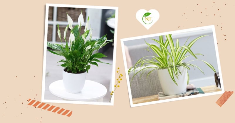 Trong cuộc sống hiện đại, việc lựa chọn cây cảnh để bàn không chỉ đơn thuần là sở thích trang trí mà còn là một cách để cải thiện phong thủy, thu hút tài lộc và may mắn. Vậy những người mệnh Kim thì thế nào? Hãy cùng luớt qua top 10 cây để bàn hợp mệnh Kim để chọn được cây mình yêu thích nhé!