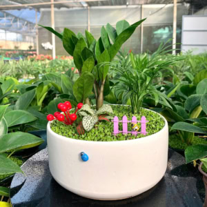 chậu cây kim tiền để bàn