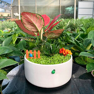 chậu cây vạn lộc thái để bàn