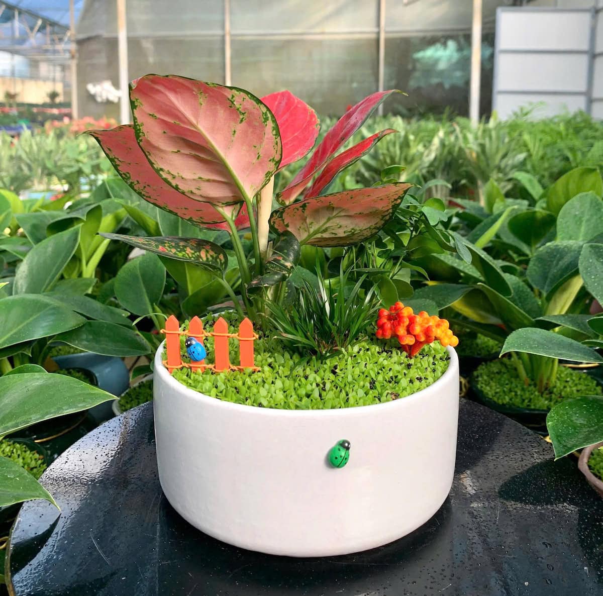 chậu cây vạn lộc thái để bàn