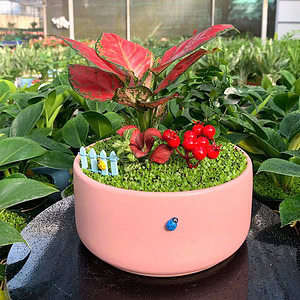 chậu cây vạn lộc thái để bàn