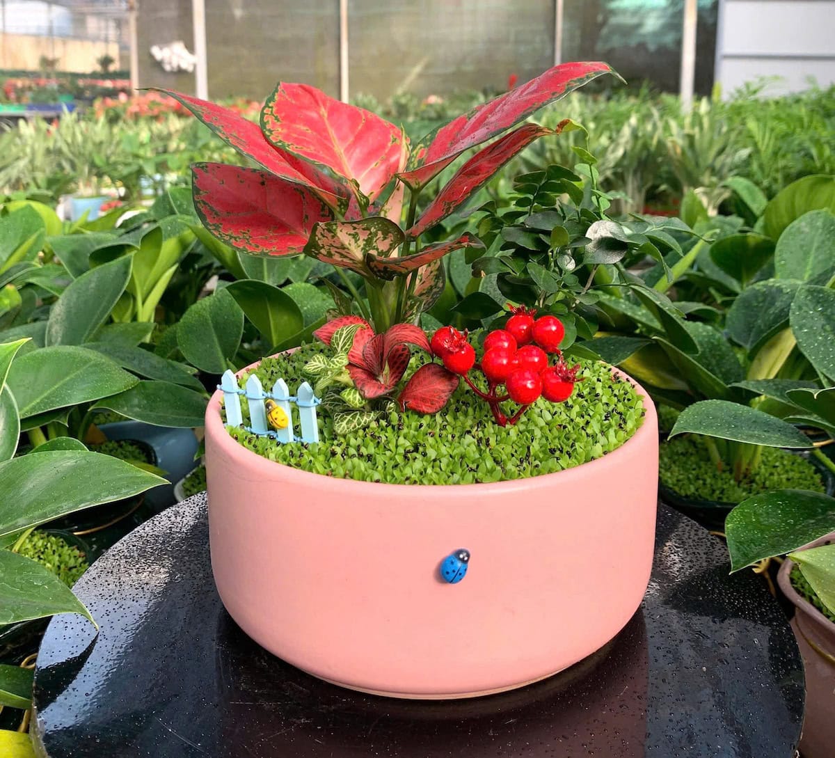 chậu cây vạn lộc thái để bàn