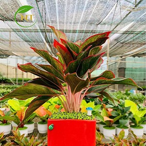 Chậu phú quý chữ nhật nhỏ nền cỏ