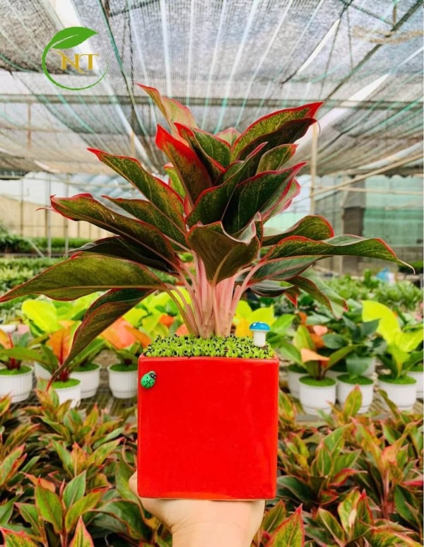 Chậu phú quý chữ nhật nhỏ nền cỏ