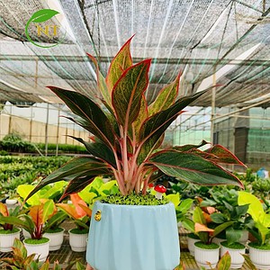 Chậu phú quý kim cương nền cỏ