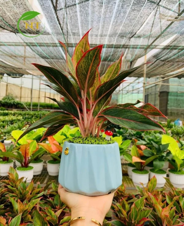 Chậu phú quý kim cương nền cỏ