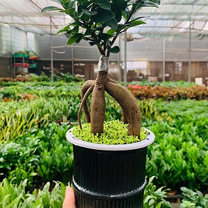 Chậu Si bonsai thuỷ canh