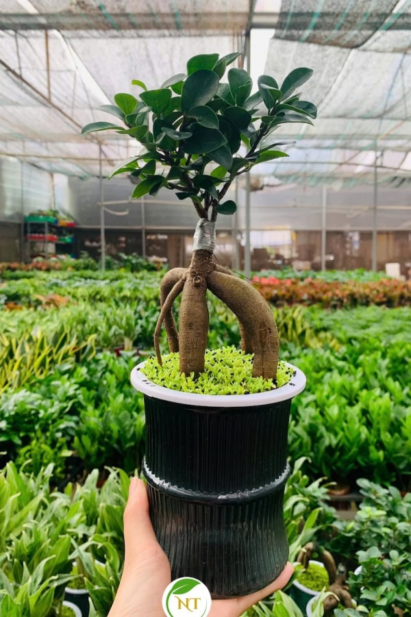 Chậu Si bonsai thuỷ canh