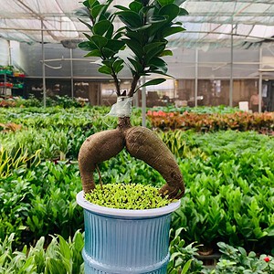 Chậu Si bonsai thuỷ canh