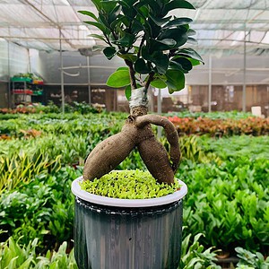 Chậu Si bonsai thuỷ canh